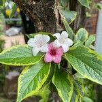Cornus alba Flor