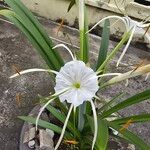 Hymenocallis littoralis Flor