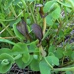 Aristolochia pistolochiaFlor