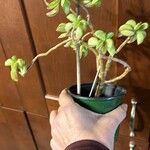 Peperomia dolabriformis Folha