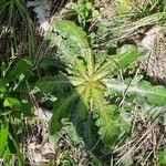 Hypochaeris glabra Blad