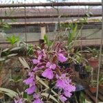 Encyclia cordigera Flower