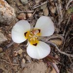 Calochortus leichtlinii Flower