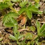 Potentilla brauneana Vekstform