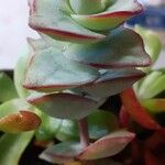 Crassula rupestrisبرگ