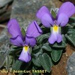 Viola diversifolia Habitatea