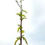 Salix babylonica Blomma