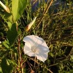 Convolvulus sepiumFlors