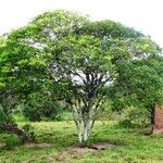 Zanthoxylum rhoifolium आदत