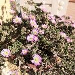 Drosanthemum hispidum List