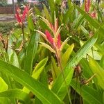 Heliconia psittacorumYaprak