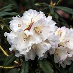 Rhododendron irroratum Flower