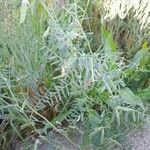 Vicia monantha अन्य