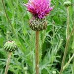 Cirsium canum പുഷ്പം