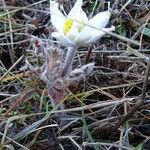 Anemone alpina Virág