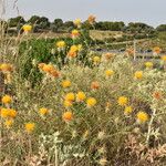 Centaurea ornata 形态