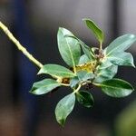 Ilex opaca Blad