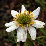Caltha leptosepala Flower
