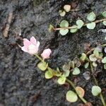 Lysimachia tenella Sonstige