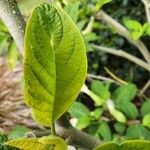 Brugmansia × candidaLeht