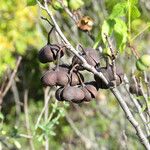 Ungnadia speciosa Fruit