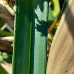 Cyperus byssaceus Leaf