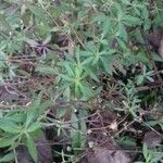 Erigeron karvinskianus Leaf