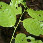 Morisonia amplissima Leaf
