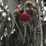 Eucalyptus caesia 花