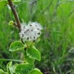 Hibiscus flavifolius Fruit