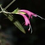 Graptophyllum macrostemon Flower