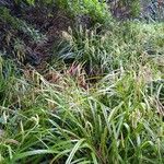 Carex perraudieriana Flor