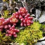 Sedum atratum Leaf