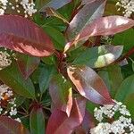 Photinia fraseri Habitat