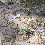 Linum tenuifoliumLorea