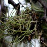 Tillandsia recurvata برگ