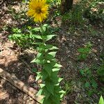 Silphium radula 花