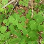 Thalictrum dioicum Hoja