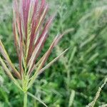 Tetrapogon roxburghiana Квітка