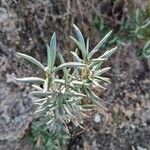 Helianthemum syriacum Hoja