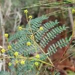 Acacia terminalis Foglia