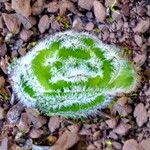 Crassula barbata Hoja