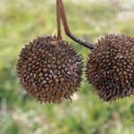 Platanus x hispanica Fruto