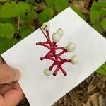 Actaea pachypoda Fruit