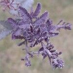 Acacia baileyana Blad