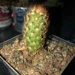 Mammillaria elongataList