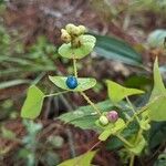 Persicaria perfoliata Owoc