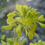 Sinapis arvensis Fula