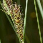 Carex lasiocarpa Fruit