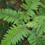 Athyrium vidalii Leaf